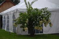 weddings_061