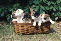 animals_005