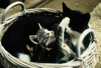 animals_007
