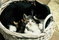 animals_008