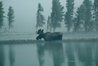 animals_013