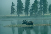 animals_014