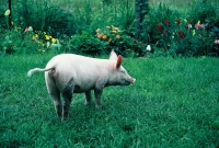 animals_017
