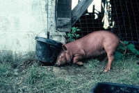 animals_019