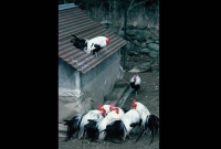 animals_026