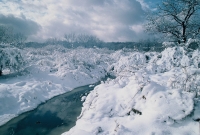 nature_002