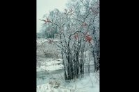 nature_003