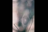 nature_007