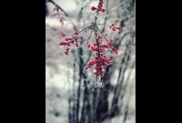 publications_027
